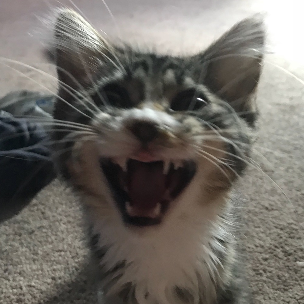 Meet your Posher, Katie